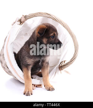 Funny puppy in round braided basket isolated on white Stock Photo