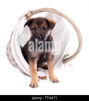 Funny puppy in round braided basket isolated on white Stock Photo