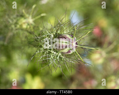 a close up detail of love in the mist seed head pod Nigella damascena herbal medicinal plant flower with bokeh background Stock Photo