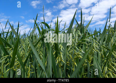 Young oat in closeup on a field Stock Photo