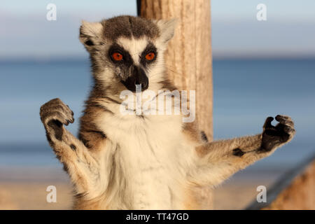 Sunbathing ring-tailed lemur in Morondava, Madagascar Stock Photo