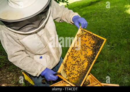 A Beekeeper searching for signs of a Honey Bee Queen after a swarm. Stock Photo