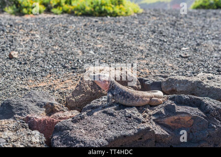 Varanus on stones, Las Palmas de Gran Canaria, Spain. With selective focus. Stock Photo