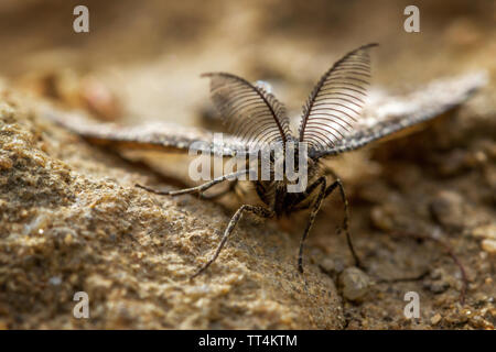 Close up of a common heath moth (Ematurga atomaria) - male with its large feathered (bipectinate) antennae, UK Stock Photo