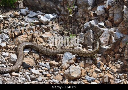 Common European adder - Vipera berus Stock Photo