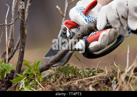 hands in gloves pruning black current with secateurs in the garden Stock Photo