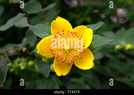 Yellow rose of Sharon in the garden with a lot of stamens on green background close up (Hypericum Calycinum) Stock Photo