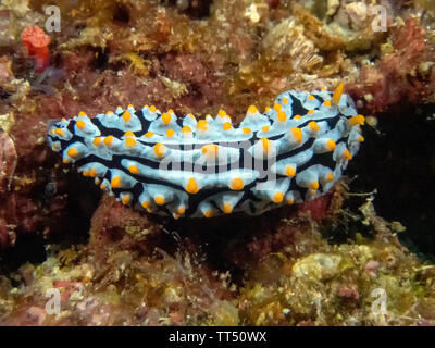 A Varicose Wart Slug (Phyllidia Varicosa) Stock Photo