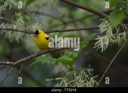 UNITED STATES - May 9, 2016: American Goldfinch :: Carduelis tristis. (Douglas Graham / WLP) Stock Photo