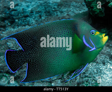 A Semicircle Angelfish (Pomacanthus semicirculatus) Stock Photo