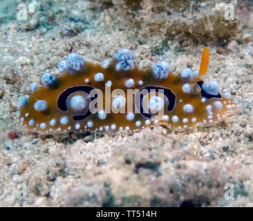 A colourful sea slug (Phyllidia ocellata) Stock Photo