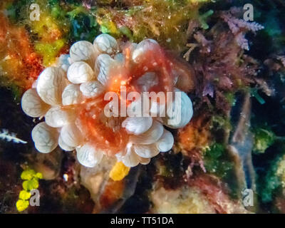 An Orangutan Crab (Achaeus japonicus) Stock Photo