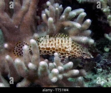 A Honeycomb Grouper (Epinephelus merra) Stock Photo
