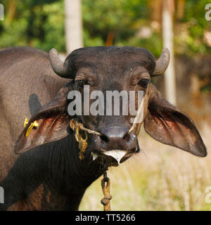 Indian black beef with ear stud on grass field Stock Photo