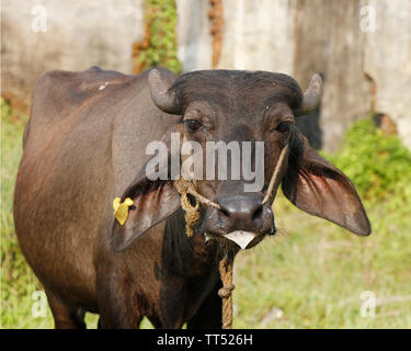 Indian black beef with ear stud on grass field Stock Photo