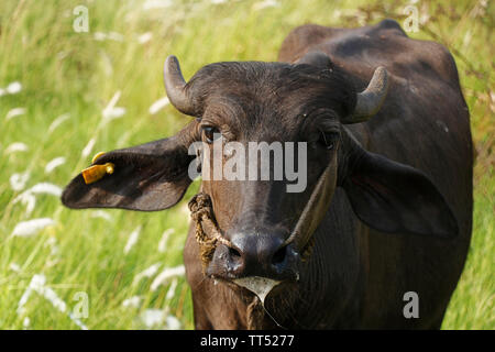 Indian black beef with ear stud on grass field Stock Photo