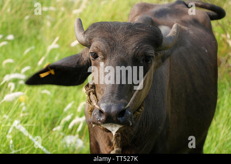 Indian black beef with ear stud on grass field Stock Photo