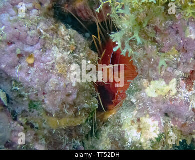 A bright Electric Clam (Ctenoides ales) Stock Photo