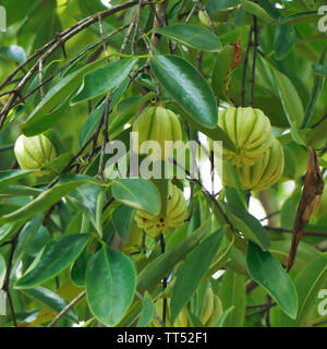 Garcinia gummi-gutta is a tropical species of Garcinia native to Indonesia. Common names include Garcinia cambogia, as well as brindleberry, Malabar t Stock Photo