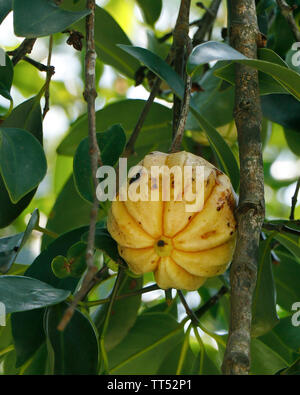 Garcinia gummi-gutta is a tropical species of Garcinia native to Indonesia. Common names include Garcinia cambogia, as well as brindleberry, Malabar t Stock Photo