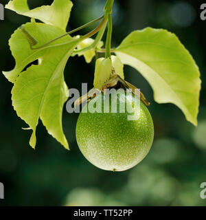 yellow passion fruit on vine, passion fruit is the fruit of a number of plants in the Passiflora family, Stock Photo