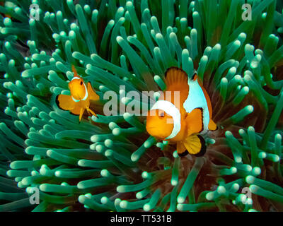 The Common or False Clownfish (Amphiprion ocellaris) in an anemone in El Nido, Palawan Stock Photo