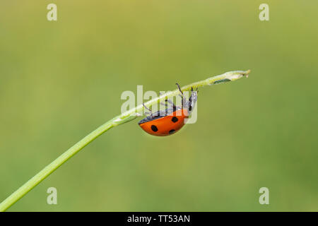close up of ladybug runninf upside down on a stem Stock Photo