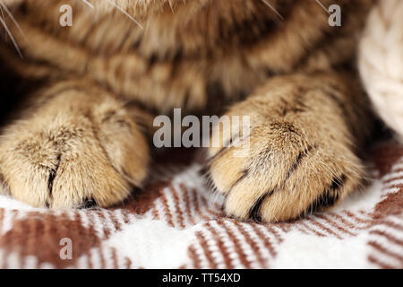 Grey cat's paws on blanket closeup Stock Photo