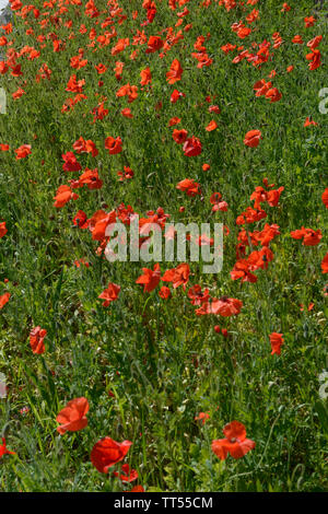 Close up many bright scarlet flowers of poppies on bright green background of leaves and stems in bright light of summer sun. Stock Photo