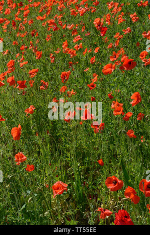 Close up many bright scarlet flowers of poppies on bright green background of leaves and stems in bright light of summer sun. Stock Photo