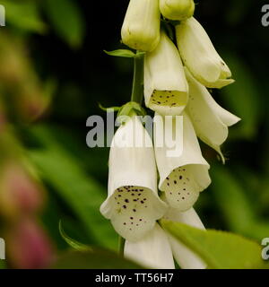 White foxglove (digitalis purpurea Alba) flowers in early summer Stock Photo