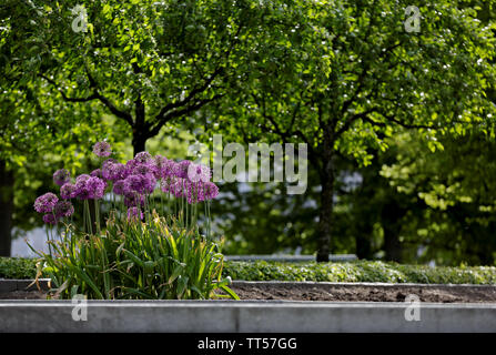 Purple Giant Onion (Allium Giganteum) blooming under lime trees in park. Stock Photo