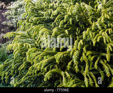Cryptomeria japonica spiralis growing in a private garden, or Granies Ringlets. Stock Photo