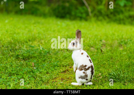 A cute Mini Rex sits in the grass in Teresita, Oklahoma 2019 Stock Photo