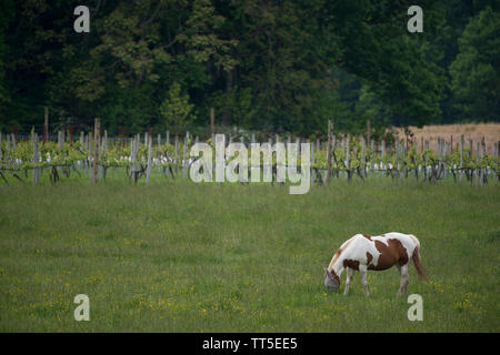 UNITED STATES - May 23, 2016: Doukenie Winery is nestled in the foothills of the Blue Ridge, the address says Purcellville but the location is just ou Stock Photo