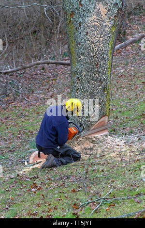 An arborist kneels next to an old cherry tree as he uses a chain saw to take fell it on a winter's day Stock Photo