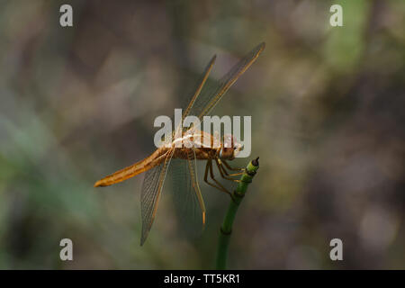 Large Broad Scarlet Dragonfly (Crocothemis erythraea) On Horsetail Grass Stock Photo