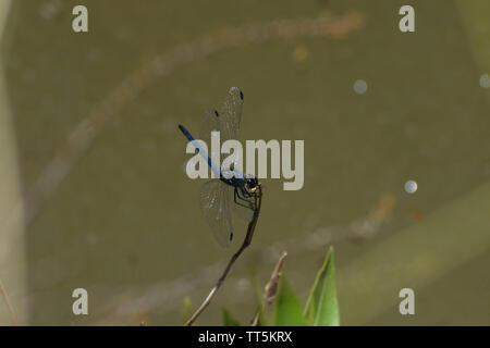 Navy Dropwing Dragonfly (Trithemis furva) Perched Tail Up Stock Photo