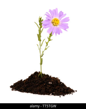 Flower growing from soil isolated on white Stock Photo