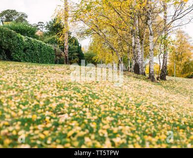 Nature strip with multiple silver birches with yellow leaves, and with yellow leaves fallen on the green grass Stock Photo