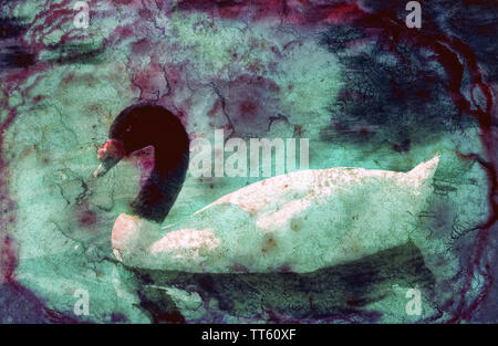 Mold that developed on the surface of a 35mm color film transparency ruined the original photograph of this waterfowl but inadvertently created an image that is visually attractive in its own right. While this mottled, off-colored result was an accident, some photographers purposely manipulate their original photographic images to make them more artistic. This often is achieved with a color or black-and-white film by exposure techniques, using filters, making changes with chemicals, or applying physical distress to the film's gelatin emulsion. Stock Photo