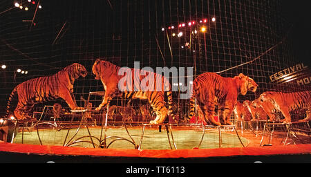 Fourteen Bengal tigers all around the edge of the big-top ring are ready to perform at the International Circus Festival of Monte Carlo that is held annually in the Principality of Monaco on the French Riviera in Europe. The renowned festival was created in 1974 by the late Prince Rainier III who had a lifelong passion for the circus and wanted to showcase and honor its top performers from around the world. The event continues to the present day and every January presents 25 of the best circus acts in the business. Stock Photo