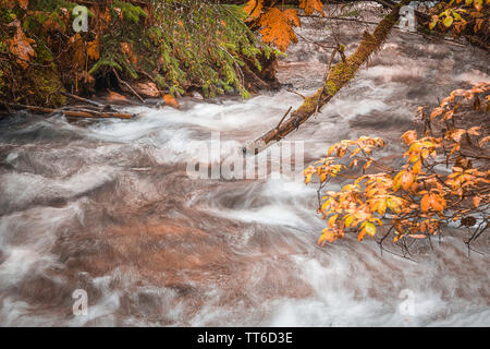 Mountain river water flowing gently downstream between autumn colored leaves. Soothing peaceful background for yoga/mind meditation/wellness therapy Stock Photo