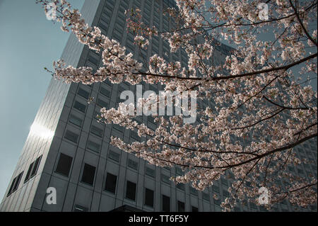 Cherry Blossom Trees and City background during spring. Tokyo, Japan Stock Photo