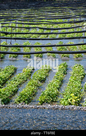 Fresh green Wasabi (Japanese Horseradish) plants growing in clear mountain river water with rows of rolled shadecloth running across the top Stock Photo