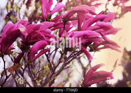 Blooming magnolia sulanzha in spring park Stock Photo