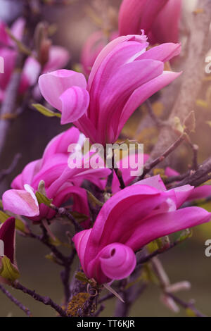 Blooming magnolia sulanzha in spring park Stock Photo