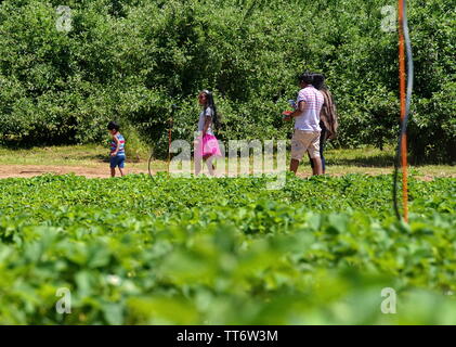 Middlefield, CT USA. Jun 2019. Dad checking for messages on his smertphone as an Indian American family heads home after a day of strawberry picking. Stock Photo