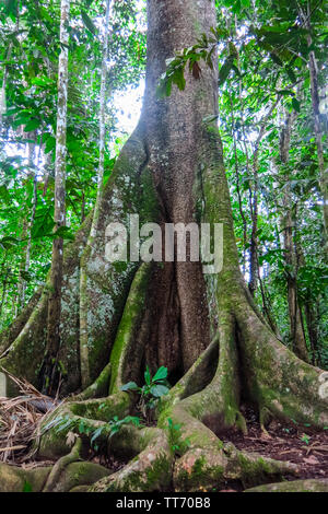 Trunk of a majestic ceiba. Amazon forest in the Madidi National Park, Bolivia. Amazon forest in the Madidi National Park, Bolivia Stock Photo