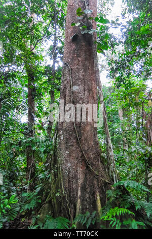 Trunk of a majestic ceiba. Amazon forest in the Madidi National Park, Bolivia. Amazon forest in the Madidi National Park, Bolivia Stock Photo
